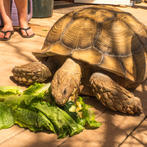 We were told about a very cool place outside of Moab called Base Camp Adventure Lodge. The owner, Tom is very hospitable to Haydukers and he even has a tortoise!