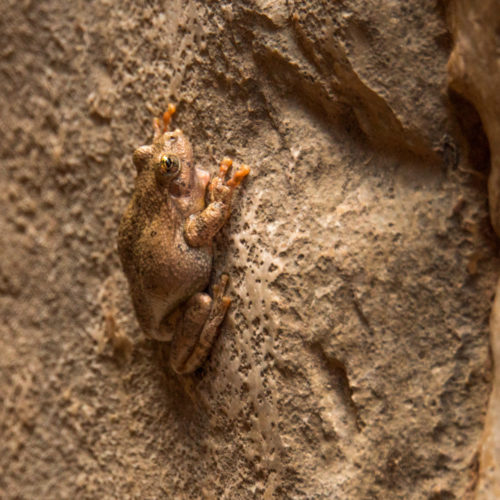 Canyon tree frogs
